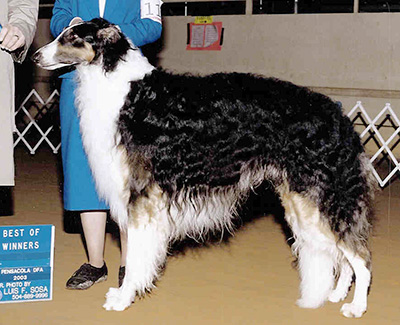 Top Obedience Borzoi 2004